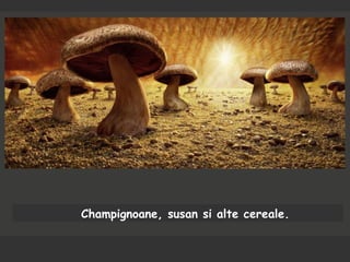 Champignoane, susan si alte cereale.
 