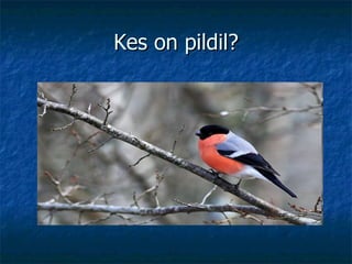 Kes on pildil? 