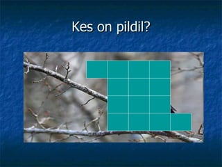Kes on pildil? 