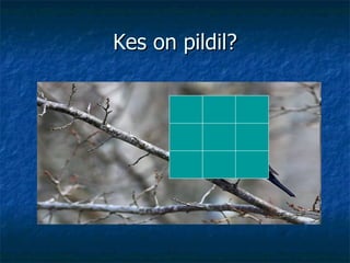 Kes on pildil? 