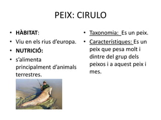 PEIX: CIRULO
•   HÀBITAT:                    • Taxonomia: Es un peix.
•   Viu en els rius d’europa.   • Característiques: Es un
•   NUTRICIÓ:                     peix que pesa molt i
•   s’alimenta                    dintre del grup dels
    principalment d’animals       peixos i a aquest peix i
    terrestres.                   mes.
 