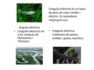 L’anguila elèctrica és un tipus
                            de peix, de color verdós i
                            elèctric. Es reprodueix
                            mitjançant ous.

    Anguila elèctrica
• L’anguila elèctrica viu   • L’anguila elèctrica
  a les conques de            s’alimenta de peixos,
  l’Amazones i                amfibis i petits mamífers
  l’Orinoco.
 