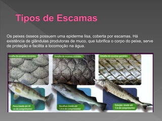 Os peixes ósseos possuem uma epiderme lisa, coberta por escamas. Há
existência de glândulas produtoras de muco, que lubrifica o corpo do peixe, serve
de proteção e facilita a locomoção na água.
 