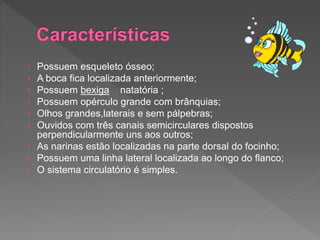 › Possuem esqueleto ósseo;
› A boca fica localizada anteriormente;
› Possuem bexiga natatória ;
› Possuem opérculo grande com brânquias;
› Olhos grandes,laterais e sem pálpebras;
› Ouvidos com três canais semicirculares dispostos
perpendicularmente uns aos outros;
› As narinas estão localizadas na parte dorsal do focinho;
› Possuem uma linha lateral localizada ao longo do flanco;
› O sistema circulatório é simples.
 
