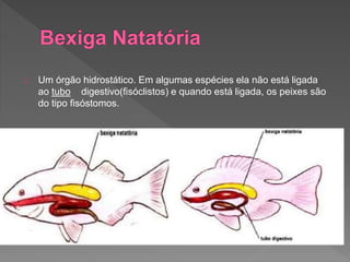 Um órgão hidrostático. Em algumas espécies ela não está ligada
ao tubo digestivo(fisóclistos) e quando está ligada, os peixes são
do tipo fisóstomos.
 