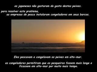 os japoneses não gostaram do gosto destes peixes.  para resolver este problema,  as empresas de pesca instalaram congeladores em seus barcos.  Eles pescavam e congelavam os peixes em alto-mar.  os congeladores permitiram que os pesqueiros fossem mais longe e ficassem em alto-mar por muito mais tempo. 