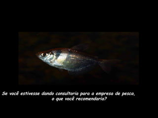 Se você estivesse dando consultoria para a empresa de pesca,  o que você recomendaria? 