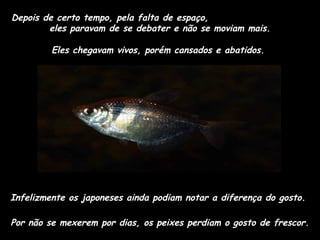 Depois de certo tempo, pela falta de espaço,
eles paravam de se debater e não se moviam mais.
Eles chegavam vivos, porém cansados e abatidos.

Infelizmente os japoneses ainda podiam notar a diferença do gosto.
Por não se mexerem por dias, os peixes perdiam o gosto de frescor.

 