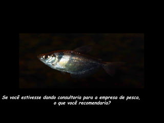 Se você estivesse dando consultoria para a empresa de pesca,
o que você recomendaria?

 