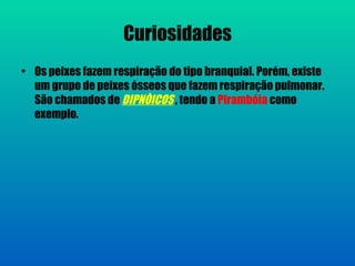 Curiosidades
• Os peixes fazem respiração do tipo branquial. Porém, existe
  um grupo de peixes ósseos que fazem respiração pulmonar.
  São chamados de DIPNÒICOS , tendo a Pirambóia como
  exemplo.
 