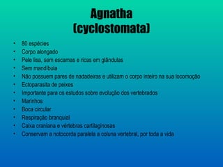 Agnatha
                         (cyclostomata)
•   80 espécies
•   Corpo alongado
•   Pele lisa, sem escamas e ricas em glândulas
•   Sem mandíbula
•   Não possuem pares de nadadeiras e utilizam o corpo inteiro na sua locomoção
•   Ectoparasita de peixes
•   Importante para os estudos sobre evolução dos vertebrados
•   Marinhos
•   Boca circular
•   Respiração branquial
•   Caixa craniana e vértebras cartilaginosas
•   Conservam a notocorda paralela a coluna vertebral, por toda a vida
 