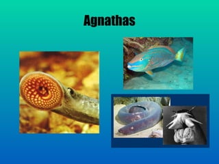 Agnathas
 