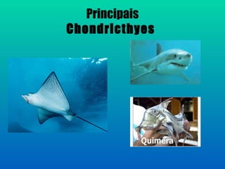 Principais
Chondricthyes
 