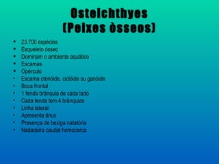 Osteichthyes
                     (Peixes òsseos)
   23.700 espécies
   Esqueleto ósseo
   Dominam o ambiente aquático
   Escamas
   Opérculo
•   Escama ctenóide, ciclóide ou ganóide
•   Boca frontal
•   1 fenda brânquia de cada lado
•   Cada fenda tem 4 brânquias
•   Linha lateral
•   Apresenta ânus
•   Presença de bexiga natatória
•   Nadadeira caudal homocerca
 