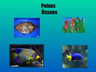 Peixes
Ósseos
 