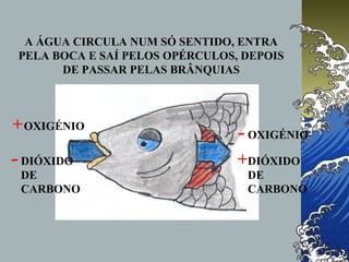 sistema respiratório do peixe | PPT