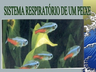 Sistema Respiratório do Peixe