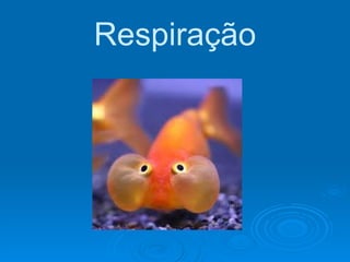 Respiração 