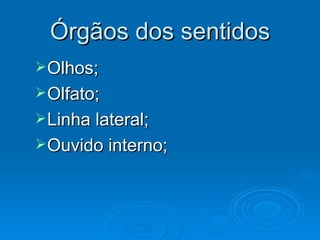 Órgãos dos sentidos Olhos; Olfato; Linha lateral; Ouvido interno; 