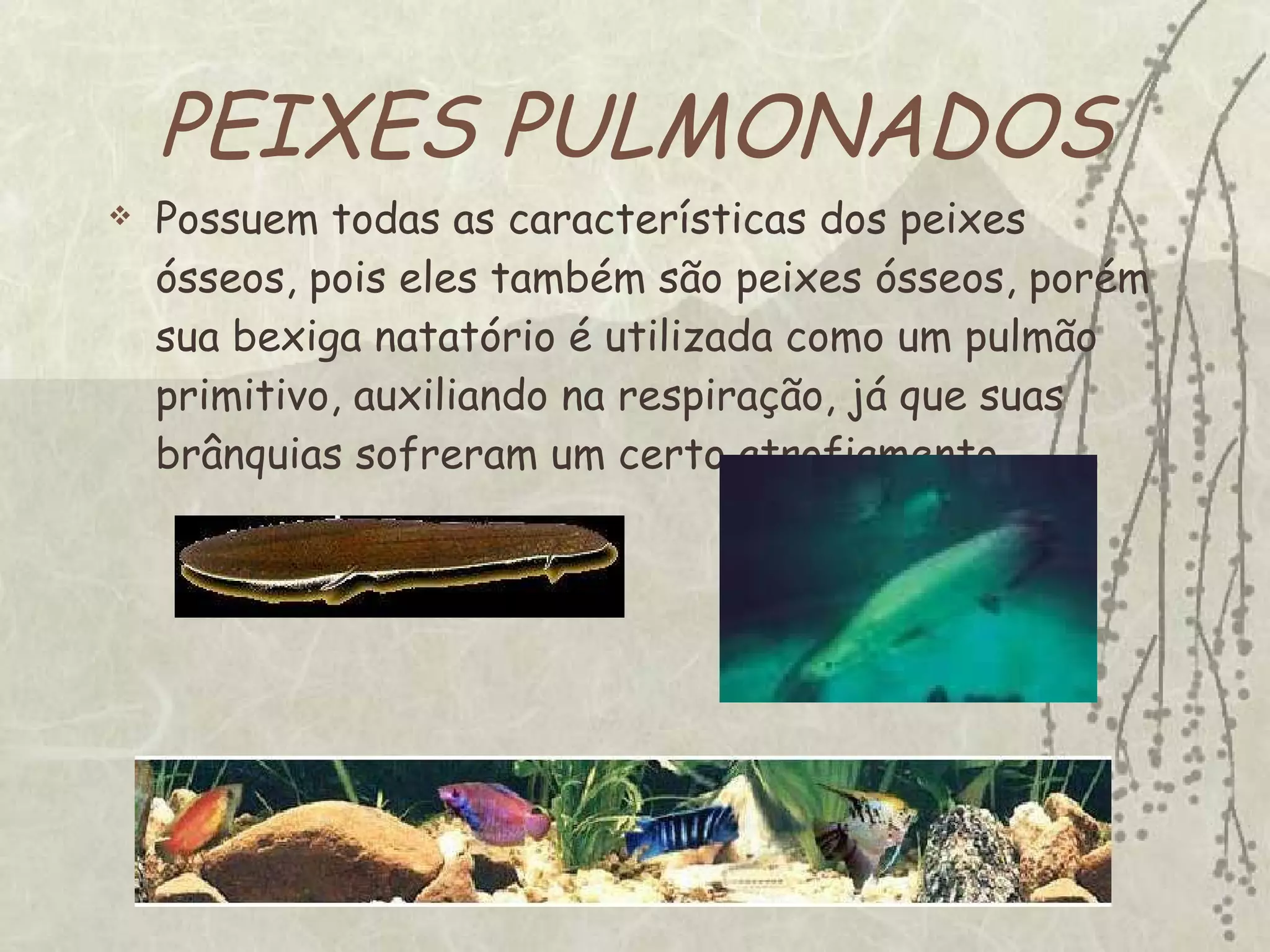 PEIXES PULMONADOS Possuem todas as características dos peixes ósseos, pois eles também são peixes ósseos, porém sua bexiga natatório é utilizada como um pulmão primitivo, auxiliando na respiração, já que suas brânquias sofreram um certo atrofiamento. 