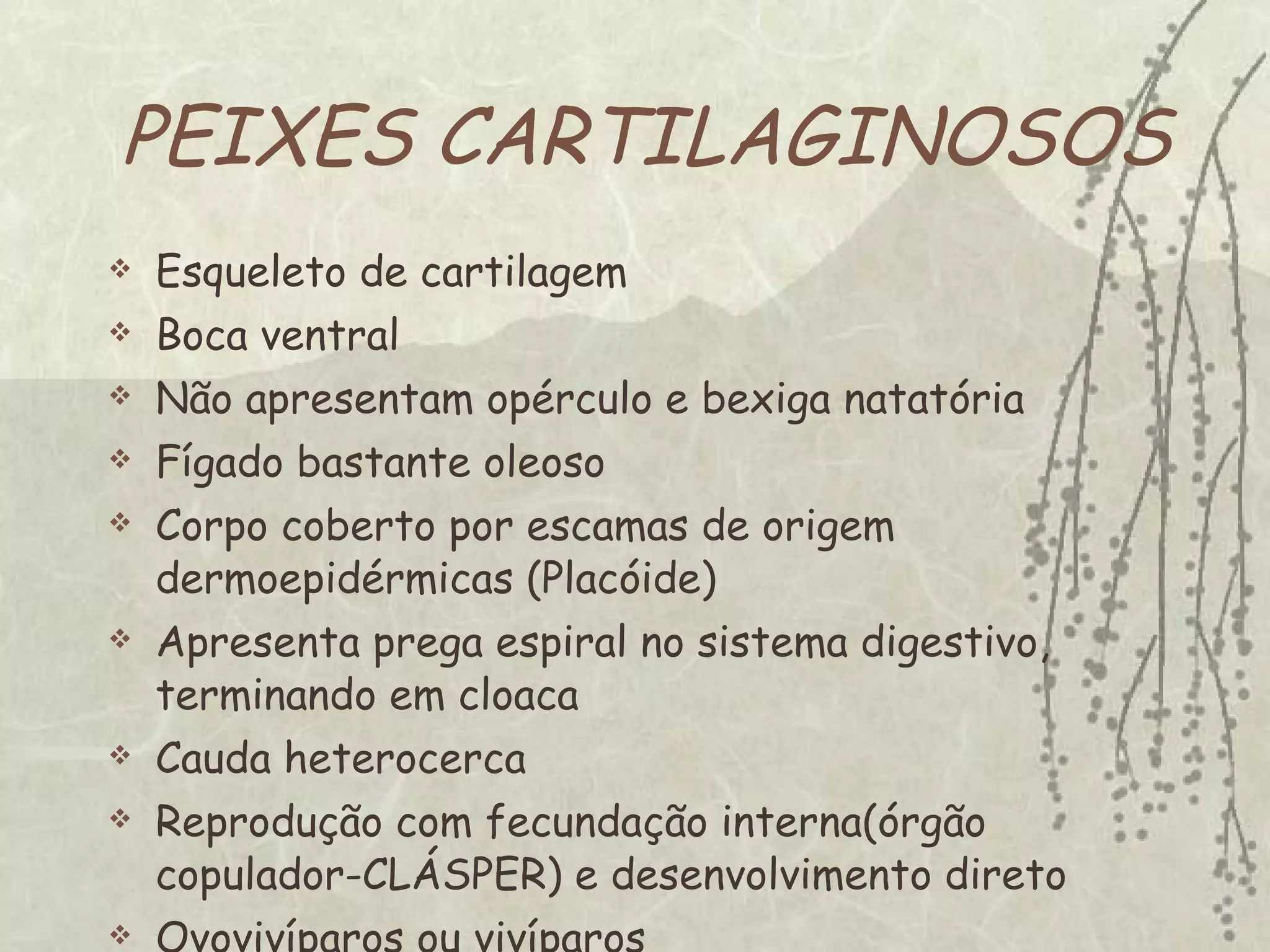 PEIXES CARTILAGINOSOS Esqueleto de cartilagem Boca ventral Não apresentam opérculo e bexiga natatória Fígado bastante oleoso Corpo coberto por escamas de origem dermoepidérmicas (Placóide) Apresenta prega espiral no sistema digestivo, terminando em cloaca Cauda heterocerca Reprodução com fecundação interna(órgão copulador-CLÁSPER) e desenvolvimento direto Ovovivíparos ou vivíparos 