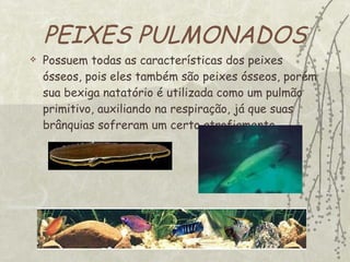 PEIXES PULMONADOS Possuem todas as características dos peixes ósseos, pois eles também são peixes ósseos, porém sua bexiga natatório é utilizada como um pulmão primitivo, auxiliando na respiração, já que suas brânquias sofreram um certo atrofiamento. 