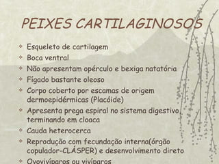 PEIXES CARTILAGINOSOS Esqueleto de cartilagem Boca ventral Não apresentam opérculo e bexiga natatória Fígado bastante oleoso Corpo coberto por escamas de origem dermoepidérmicas (Placóide) Apresenta prega espiral no sistema digestivo, terminando em cloaca Cauda heterocerca Reprodução com fecundação interna(órgão copulador-CLÁSPER) e desenvolvimento direto Ovovivíparos ou vivíparos 