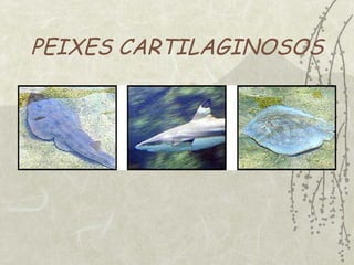 PEIXES CARTILAGINOSOS 