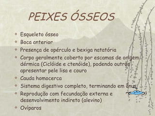 PEIXES ÓSSEOS Esqueleto ósseo Boca anterior Presença de opérculo e bexiga natatória Corpo geralmente coberto por escamas de origem dérmica (Ciclóide e ctenóide), podendo outros apresentar pele lisa e couro Cauda homocerca Sistema digestivo completo, terminando em ânus Reprodução com fecundação externa e desenvolvimento indireto (alevino) Ovíparos 