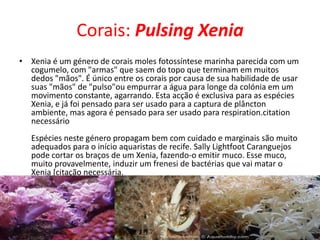 Corais: Pulsing Xenia<br />Xenia é um género de corais moles fotossíntese marinha parecida com um cogumelo, com "armas" qu...