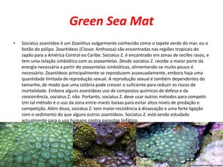 Green Sea Mat<br />Sociatus zoantídeo é um Zoanthus vulgarmente conhecido como o tapete verde do mar, ou o botão do pólipo...