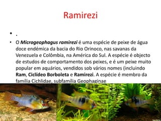 Ramirezi<br />.<br />O Microgeophagus ramirezi é uma espécie de peixe de água doce endémica da bacia do Rio Orinoco, nas s...