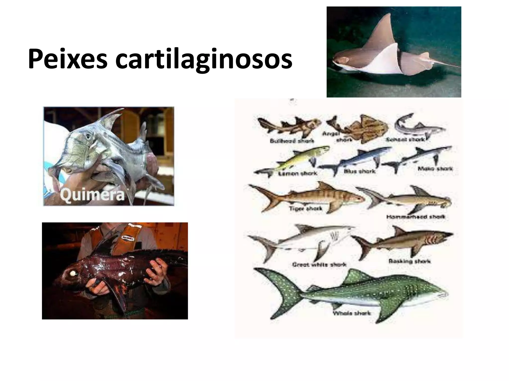 Peixes cartilaginosos