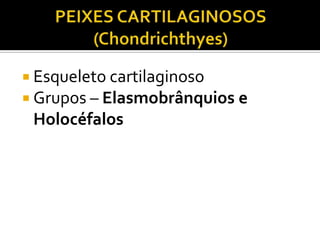  Esqueleto cartilaginoso
 Grupos – Elasmobrânquios e
 Holocéfalos
 