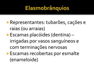 Representantes: tubarões, cações e
  raias (ou arraias)
 Escamas placóides (dentina) –
  irrigadas por vasos sanguíneos e
  com terminações nervosas
 Escamas recobertas por esmalte
  (enameloide)
 