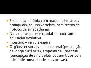    Esqueleto – crânio com mandíbula e arcos
    branquiais, coluna vertebral com restos de
    notocorda e nadadeiras.
   Nadadeiras pares e caudal – importante
    aquisição evolutiva
   Intestino – válvula espiral
   Órgãos sensoriais – linha lateral (percepção
    de longa distância), ampolas de Lorenzini
    (percepção de sinais elétricos emitidos pela
    atividade muscular de suas presas).
 