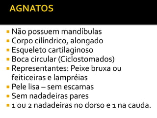  Não possuem mandíbulas
 Corpo cilíndrico, alongado
 Esqueleto cartilaginoso
 Boca circular (Ciclostomados)
 Representantes: Peixe bruxa ou
  feiticeiras e lampréias
 Pele lisa – sem escamas
 Sem nadadeiras pares
 1 ou 2 nadadeiras no dorso e 1 na cauda.
 