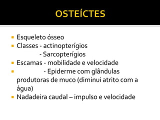    Esqueleto ósseo
   Classes - actinopterígios
            - Sarcopterígios
   Escamas - mobilidade e velocidade
             - Epiderme com glândulas
    produtoras de muco (diminui atrito com a
    água)
   Nadadeira caudal – impulso e velocidade
 