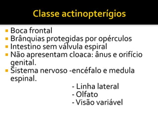  Boca frontal
 Brânquias protegidas por opérculos
 Intestino sem válvula espiral
 Não apresentam cloaca: ânus e orifício
  genital.
 Sistema nervoso -encéfalo e medula
  espinal.
                   - Linha lateral
                   - Olfato
                   - Visão variável
 