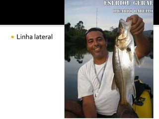    Linha lateral
 