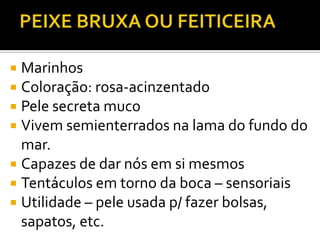  Marinhos
 Coloração: rosa-acinzentado
 Pele secreta muco
 Vivem semienterrados na lama do fundo do
  mar.
 Capazes de dar nós em si mesmos
 Tentáculos em torno da boca – sensoriais
 Utilidade – pele usada p/ fazer bolsas,
  sapatos, etc.
 