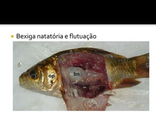    Bexiga natatória e flutuação
 