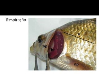 Respiração
 
