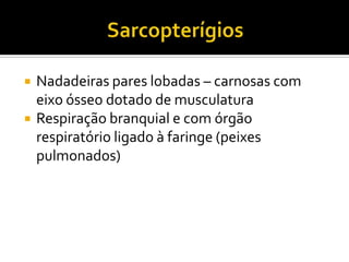    Nadadeiras pares lobadas – carnosas com
    eixo ósseo dotado de musculatura
   Respiração branquial e com órgão
    respiratório ligado à faringe (peixes
    pulmonados)
 