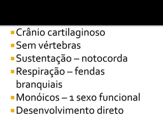  Crânio cartilaginoso
 Sem vértebras
 Sustentação – notocorda
 Respiração – fendas
  branquiais
 Monóicos – 1 sexo funcional
 Desenvolvimento direto
 