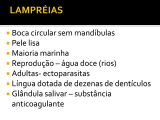  Boca circular sem mandíbulas
 Pele lisa
 Maioria marinha
 Reprodução – água doce (rios)
 Adultas- ectoparasitas
 Língua dotada de dezenas de dentículos
 Glândula salivar – substância
 anticoagulante
 