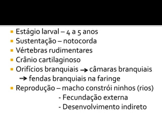  Estágio larval – 4 a 5 anos
 Sustentação – notocorda
 Vértebras rudimentares
 Crânio cartilaginoso
 Orifícios branquiais     câmaras branquiais
      fendas branquiais na faringe
 Reprodução – macho constrói ninhos (rios)
                - Fecundação externa
                - Desenvolvimento indireto
 