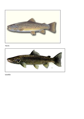 TRUTA
SALMÃO