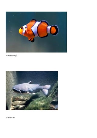 PEIXE PALHAÇO
PEIXE GATO