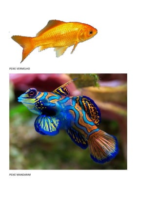 PEIXE VERMELHO
PEIXE MANDARIM